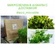 Микрозелень в Алматы с доставкой.